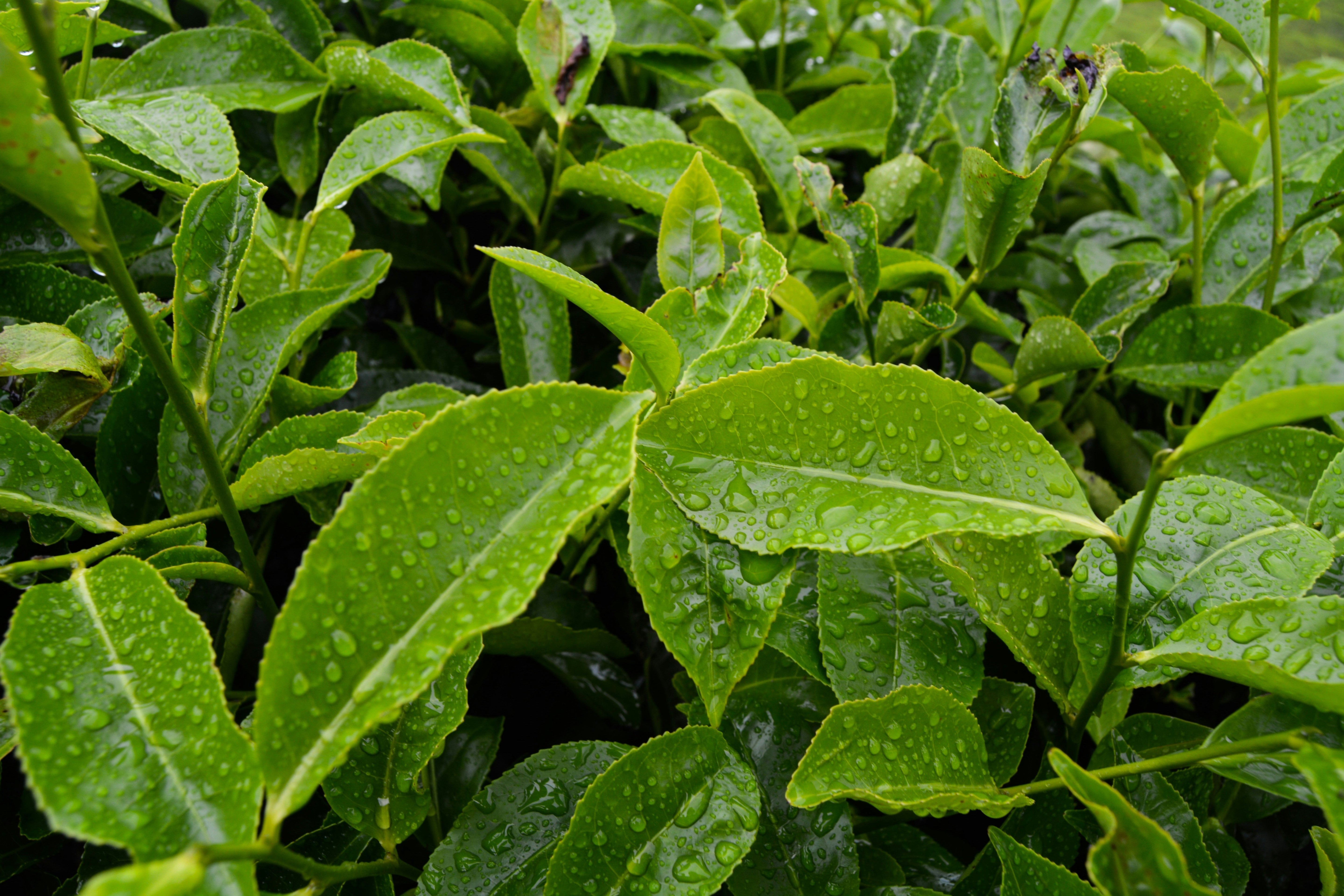 Matcha green tea plant with rainwater on the leaves